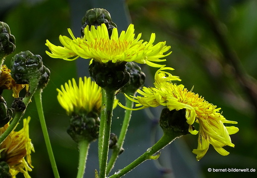 16-02-14-rueckweg nach vallerhermoso-010