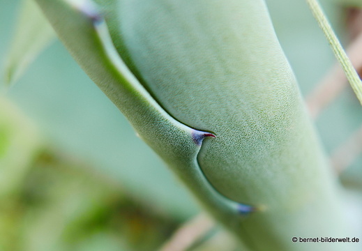 16-02-14-vallehermoso richtung el teon-010