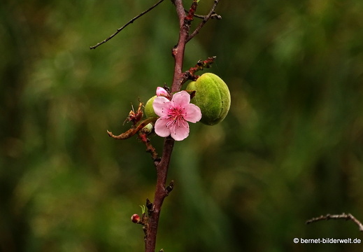 16-02-16-richtung el teon-pfirischbluete undfrucht-