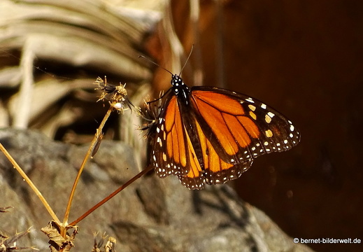 16-02-16-jardin botanico-monarchfalter-001