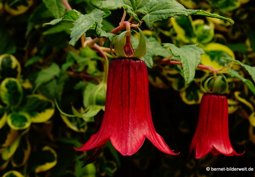 16-02-17-las rosas-027