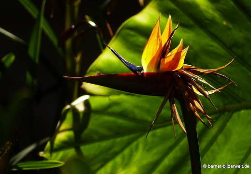 16-02-21-jardin botanico nach vallehremoso-strelizie-