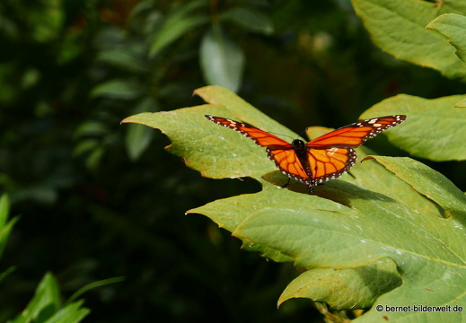 16-02-17-vallehermoso-jardin botanico-129