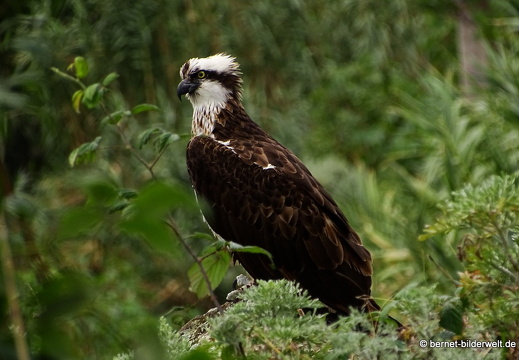 16-02-21-presa de le encantadora-fischadler-015