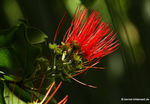 16-02-21-vallehermoso-jardin botanico-007