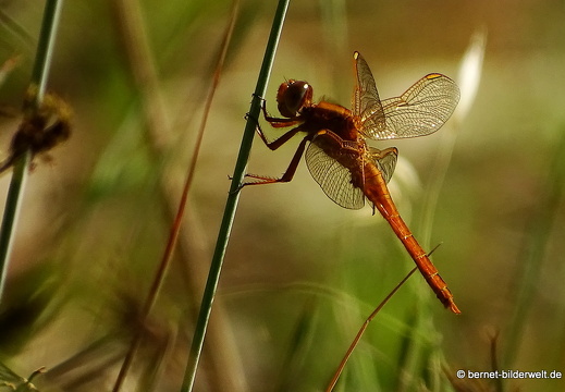 16-02-21-vallehermoso-jardin botanico-libelle-016