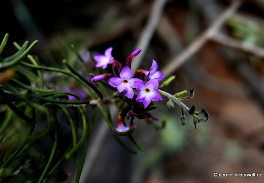 16-02-24-agulo-weg richtung playa de san marco-piedra gorda-047