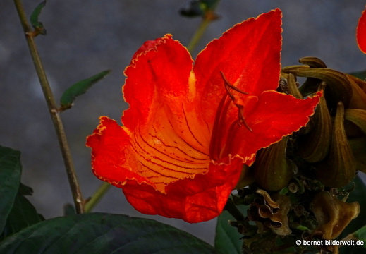 16-02-26-hermigua-068