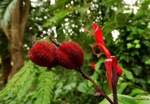 16-02-26-hermigua-173