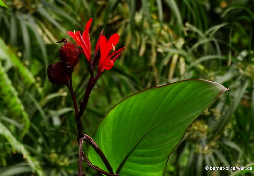 16-02-26-hermigua-166