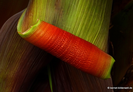 16-02-28-agulo-bananenbluete-006