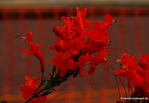 16-02-26-hermigua-199