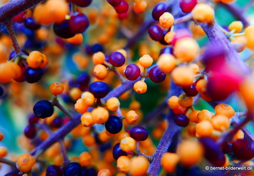 16-02-29-san sebastian-park-048