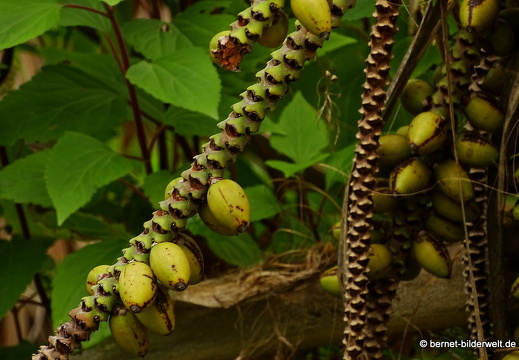 16-02-29-hermigua-008