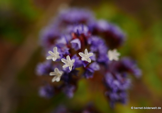 16-03-02-san sebastian-park-011