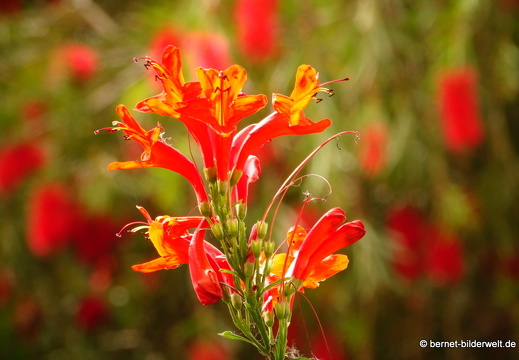16-03-02-san sebastian-park-075