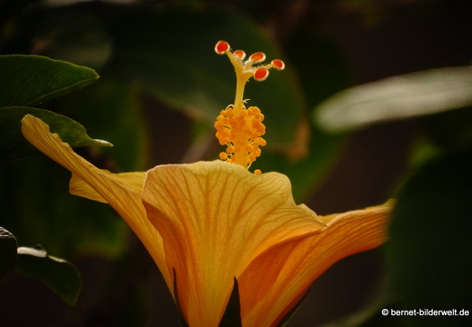 16-03-02-san sebastian-park-gelbe hisbiskusbluete-019