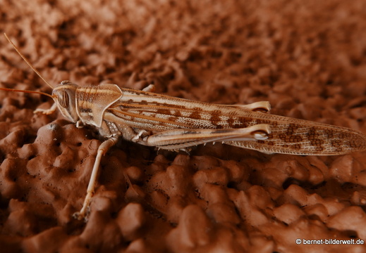 16-03-03-agulo-schrecke-024