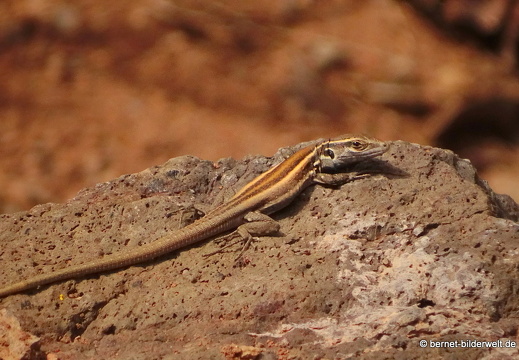 16-03-03-agulo-schlucht-piedra gorda-eidechse-007