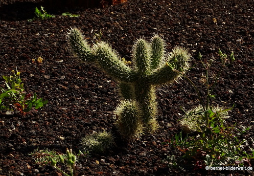 16-03-08-san sebastian-kakteenfeld-001