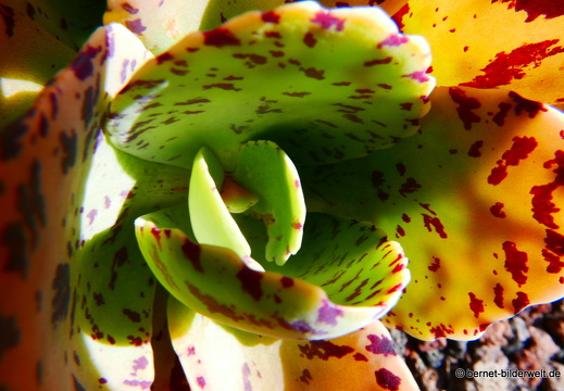 16-03-08-san sebastian-kakteenfeld-016