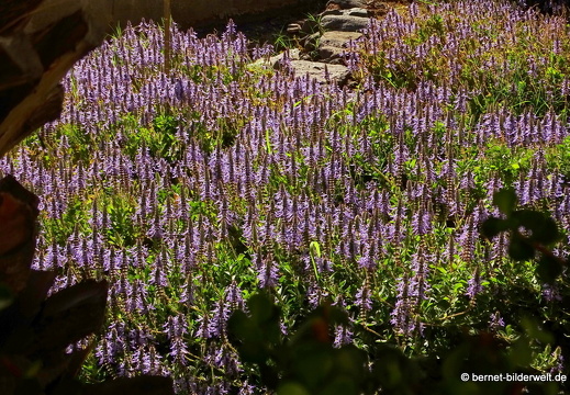 16-03-08-san sebastian-kakteenfeld-061