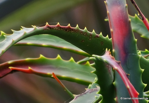 16-03-08-san sebastian-kakteenfeld-091