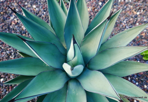 16-03-08-san sebastian-kakteenfeld-068