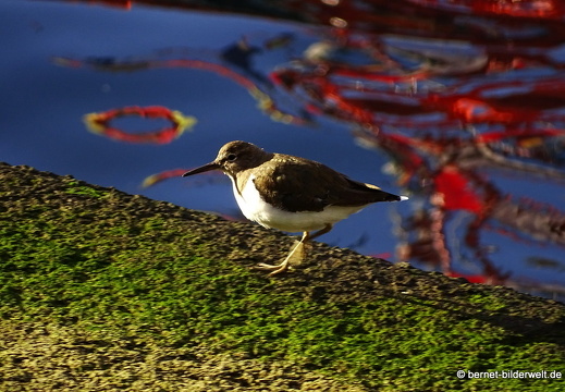 16-03-08-san sebastian-wasseramsel-005