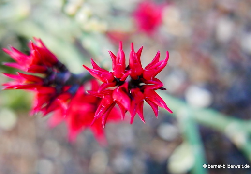 16-03-08-san sebastian-kakteenfeld-102