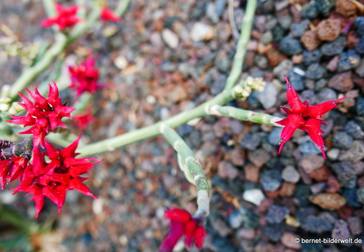 16-03-08-san sebastian-kakteenfeld-096