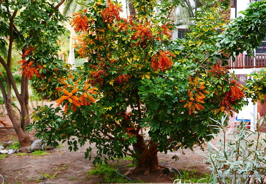 16-02-29-san sebastian-park-060