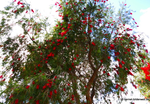 16-02-29-san sebastian-park-roter zylinderputzer-005