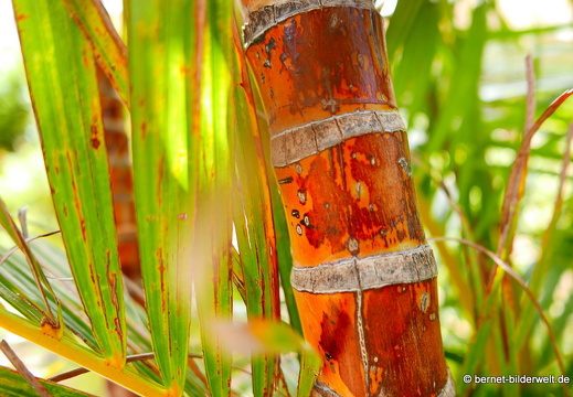 16-03-04-san sebastian-park-023