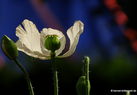 16-07-04-botanische-tuinen-075