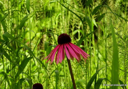 16-07-04-botanische-tuinen-054