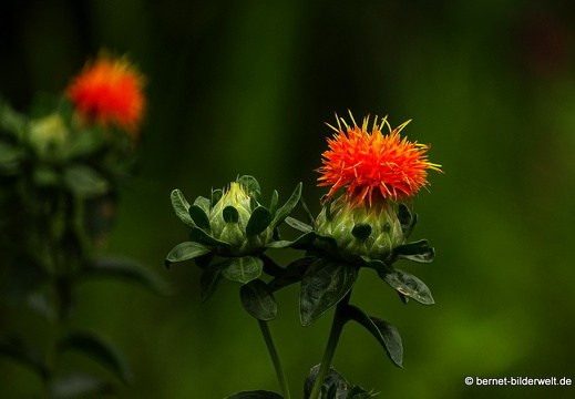 16-07-04-botanische-tuinen-093