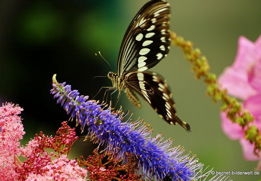 16-07-04-botanische-tuinen-schmetterlingshaus-036