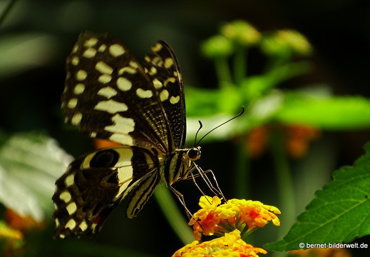 16-07-04-botanische-tuinen-schmetterlingshaus-089