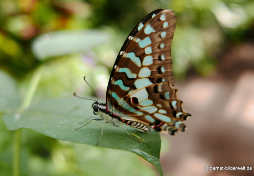 16-07-04-botanische-tuinen-schmetterlingshaus-102