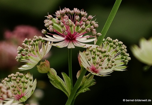 16-07-07-pandhof-sinte marie-032
