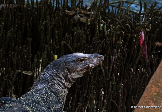 16-12-21-melaka-am fluss-waran-007