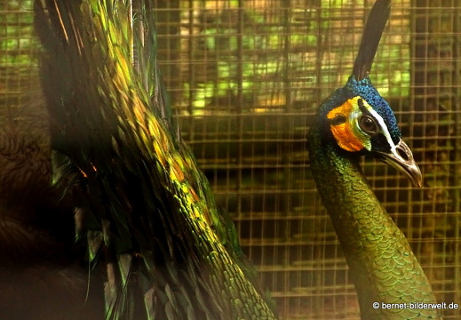 16-12-28-melaka-zoo-136