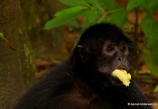 16-12-28-melaka-zoo-218