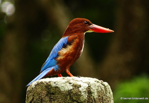 16-12-28-melaka-zoo-kingfisher-011