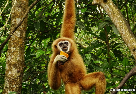 16-12-28-melaka-zoo-white handed gibbon-017