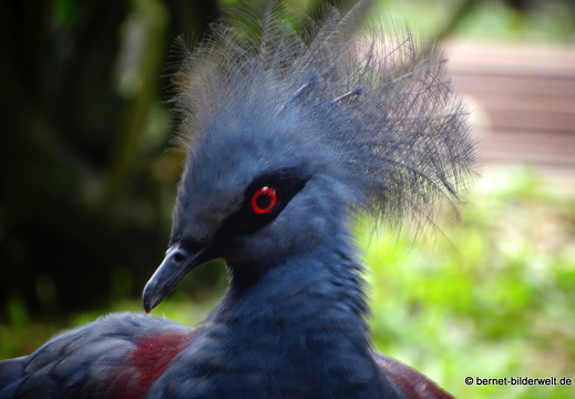 17-01-04-kl-birdpark-033