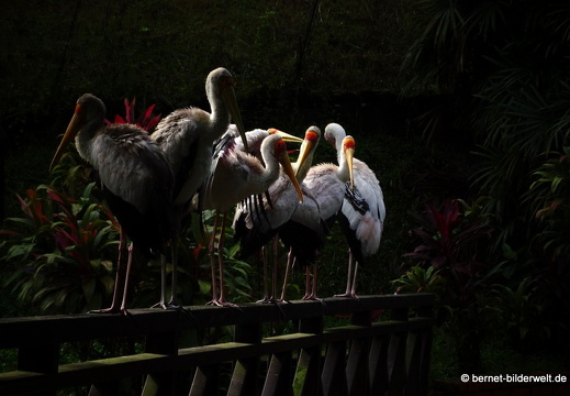 17-01-04-kl-birdpark-108