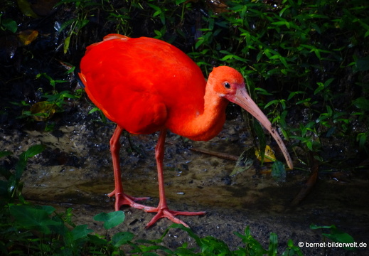 17-01-04-kl-birdpark-081