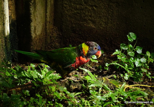 17-01-04-kl-birdpark-187